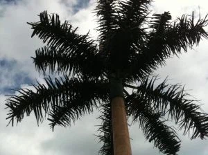 Túr Crann Palm Saorga